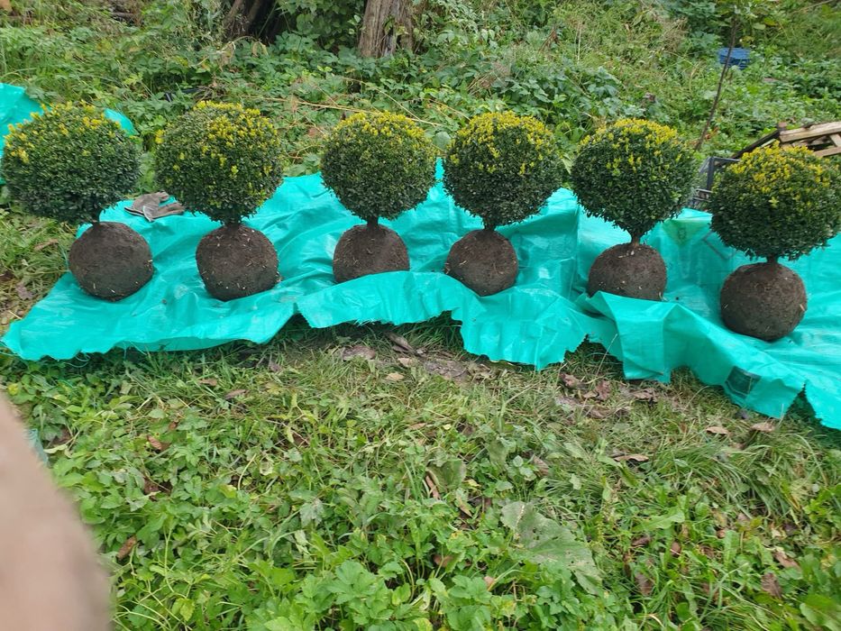 Самшит вічно зелений