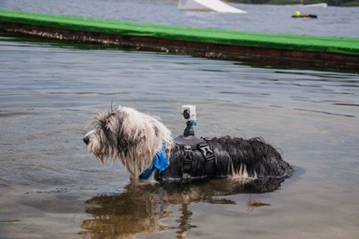 Держатель эшн- камеры для животных.