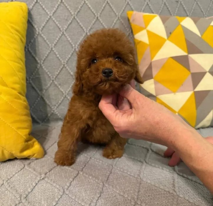 Гарненький хлопчик.  той пудель