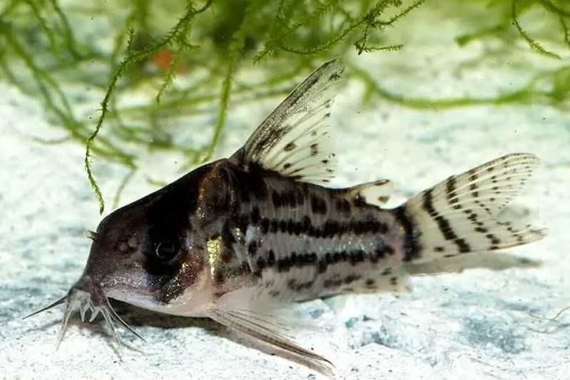 Corydoras schwartzi Kirysek Schwartza