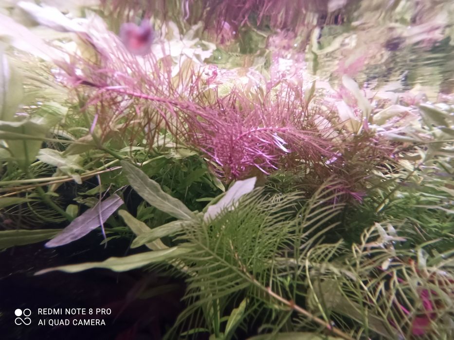 Vendo lote de cerca 30 pés misto de plantas de aquario