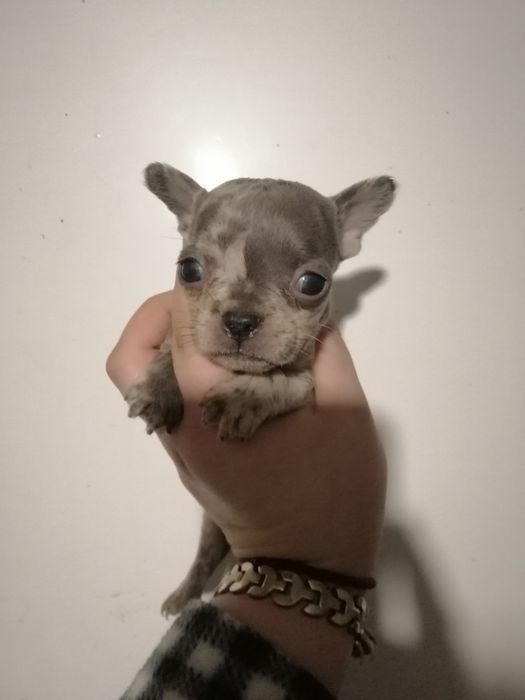 Чарівні французи розумні, та милі