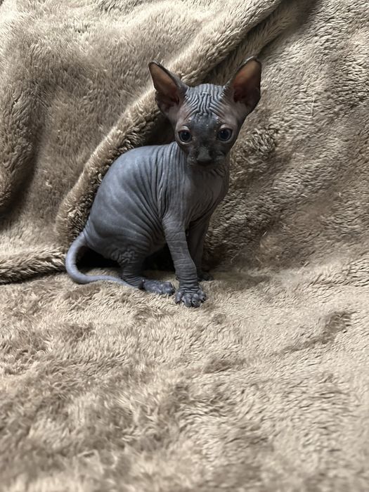 Котик канадський сфінкс