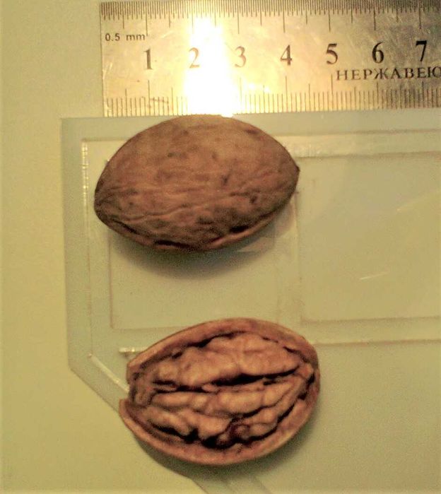 Продам Грецкий (волошский) орех очищенный высшего сорта, микс