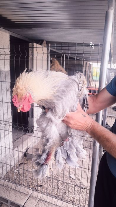 Galo Brahma Isabella