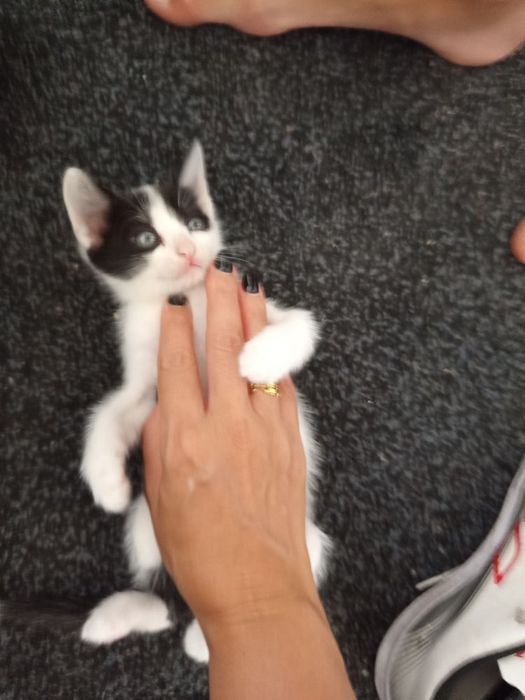 Gatinhos machos para dar