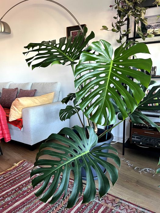 Monstera deliciosa Adulta em Vaso  - Folhas 60 cm