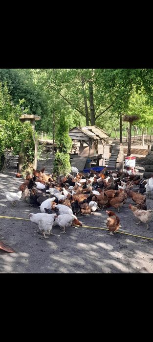 Jaja wiejskie 1,20zł.   kaczki. Indyki