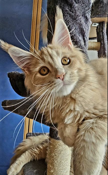 Котёнок породы мейн-кун,  котик