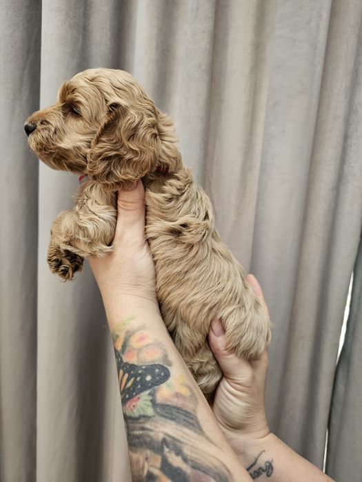 Cockapoo F1 Śliczna suczka -BADANIA