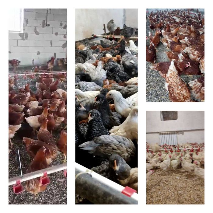 Продам кури несушки! Доставка безкоштовна. Чуднів