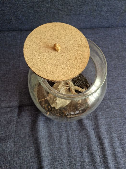 Тераріум для рослин або тварин