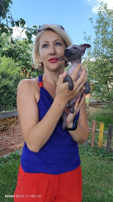 Мексиканская голоя собака