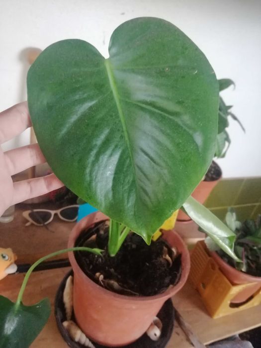 Planta Costela-de-Adão