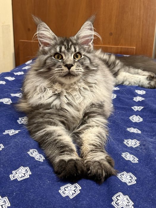 Котенок мейн кун девочка.Праздничная скидка!!!