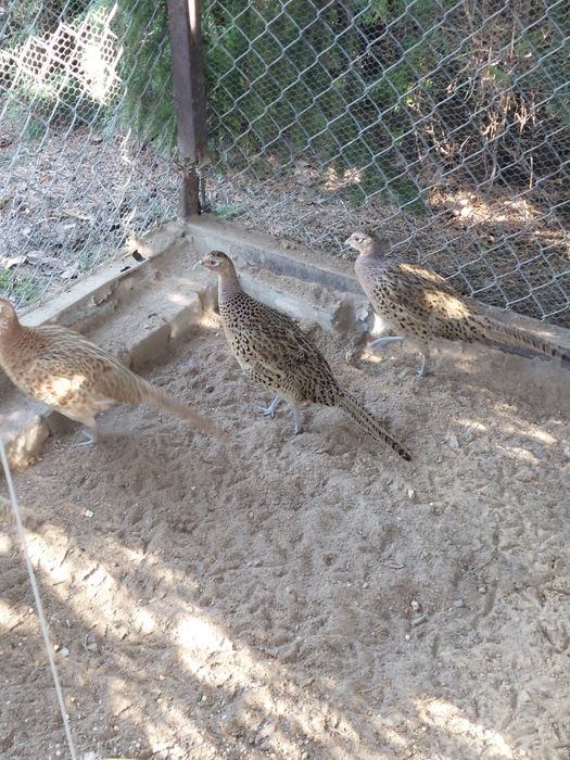 Bażanty łowne samice