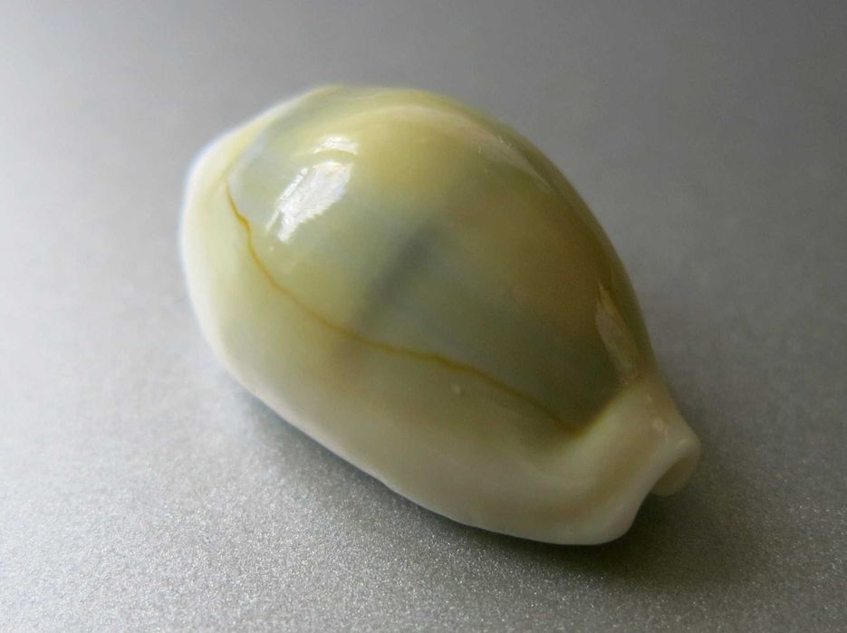 Muszla morska, porcelanka - Monetaria (Cypraea) moneta icterina / 22mm