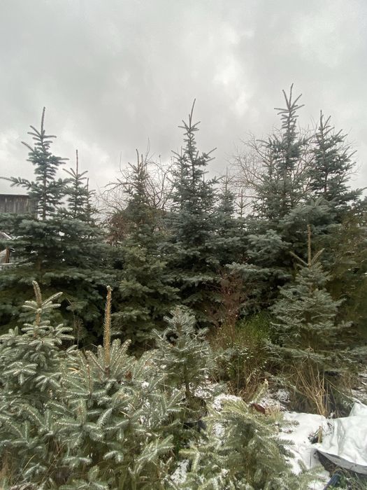 ялинки голубі живі