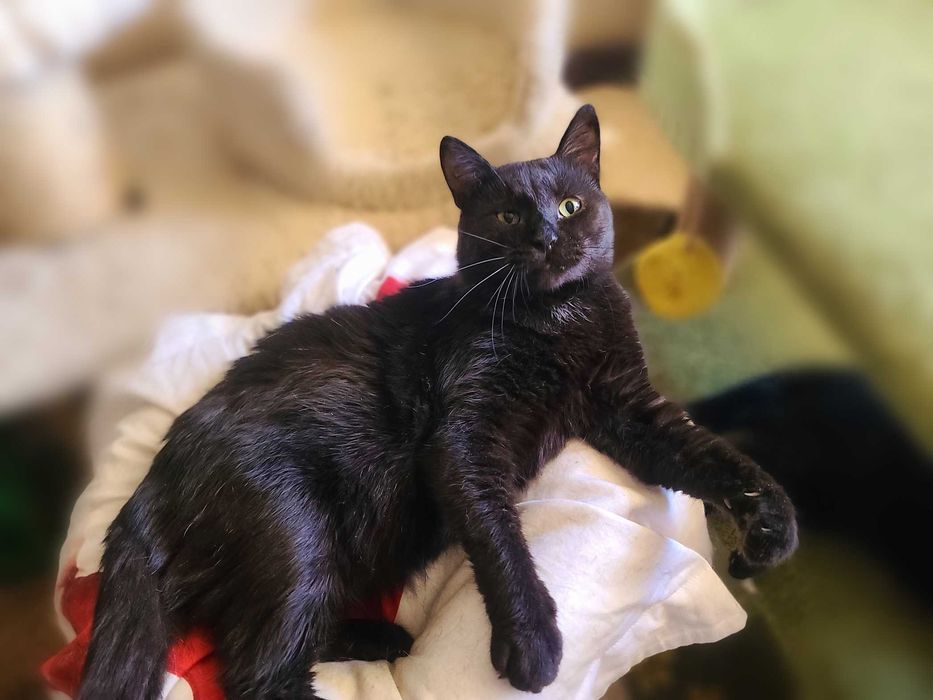 Душа компанії - котусік Філ засидівся в притулку, лагідний та ніжний