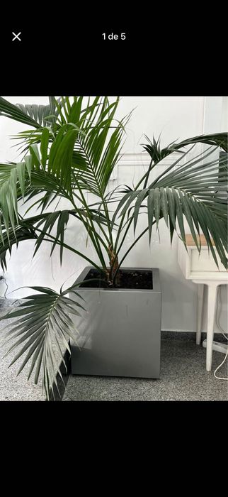 Palmeira grande com vaso grande