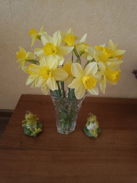 Викопаю ранні нарциси і тюльпани.