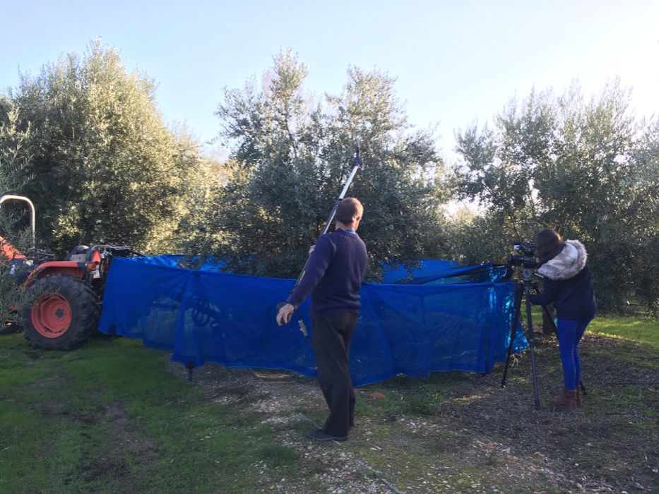 Toldo Articulado para Apanha de Azeitona para Trator
