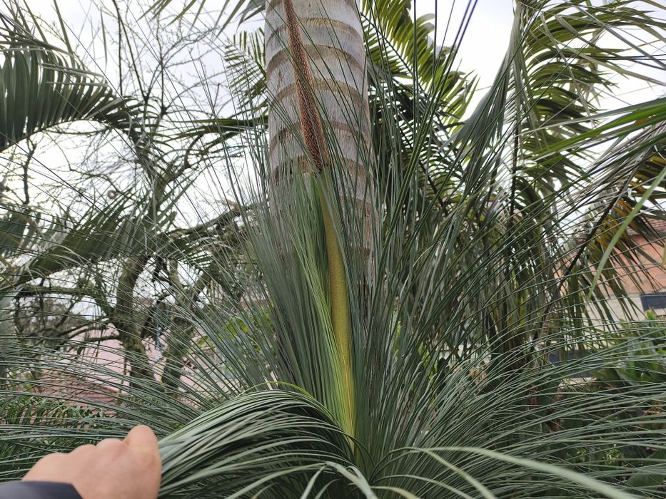 xantorrohea glauca