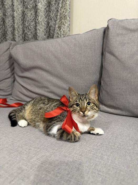 Кошечка девочка