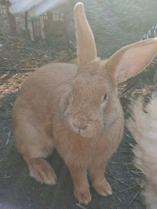 Sprzedam samca mieszankę Rexa