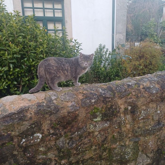 Gatinha 6meses muito meiga esterilizada