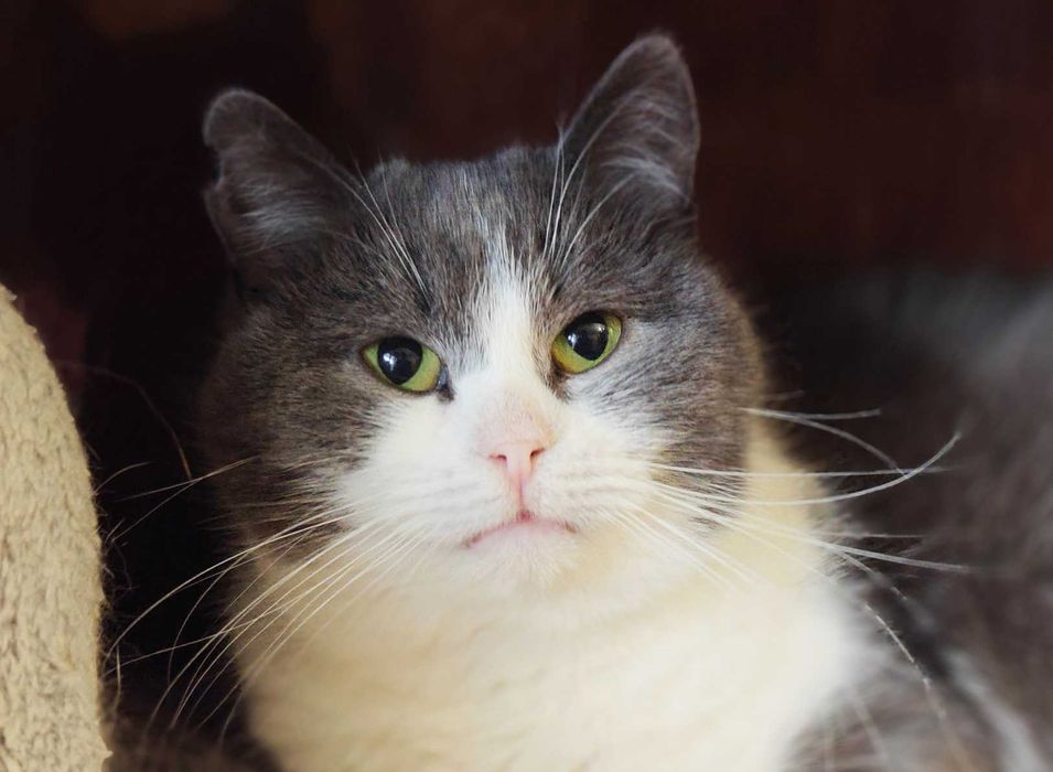 Мелані — маленька плюшева киця шукає дім! кішка 1р, кошка кіт кошеня