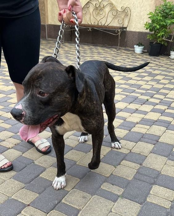 Стаффорд ищет дом/семью