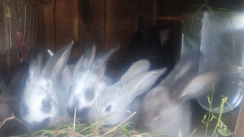 Sprzedam samice kotne