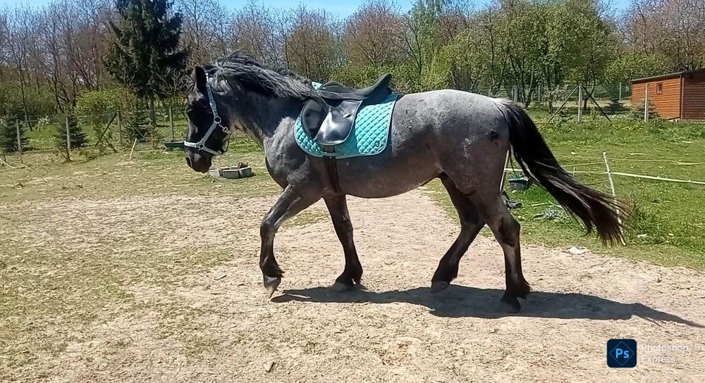 3 latek zmieni dom.
