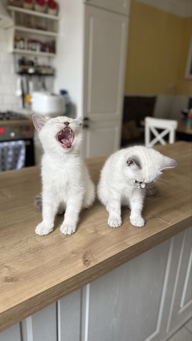 Шотландськи кошенята