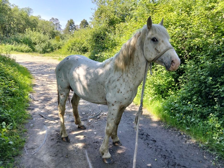 Cavalo apaluso meigo