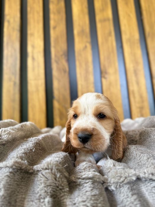 Cocker spaniel angielski