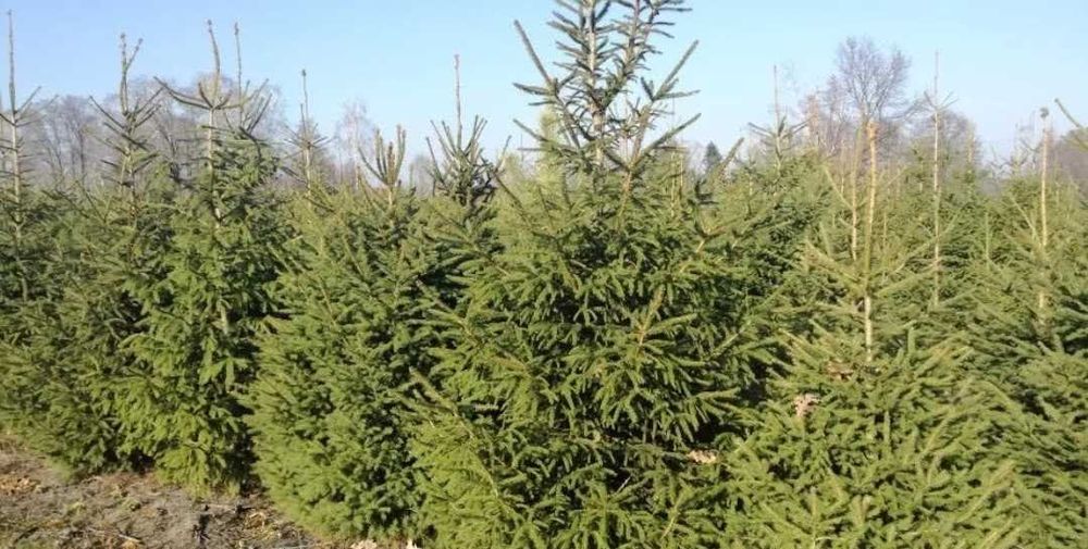 Choinki świerk pospolity