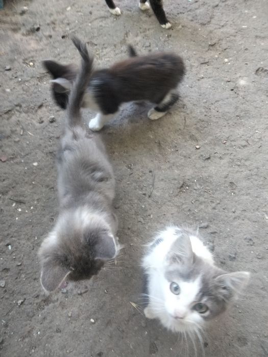 Подарую  кошенят