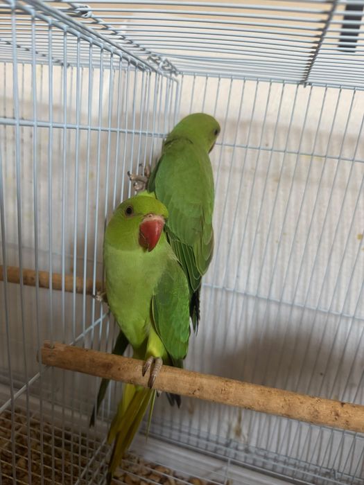Bébés de Ring neck verde