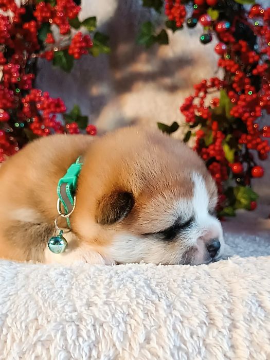 Szczenię Akita Inu FCI