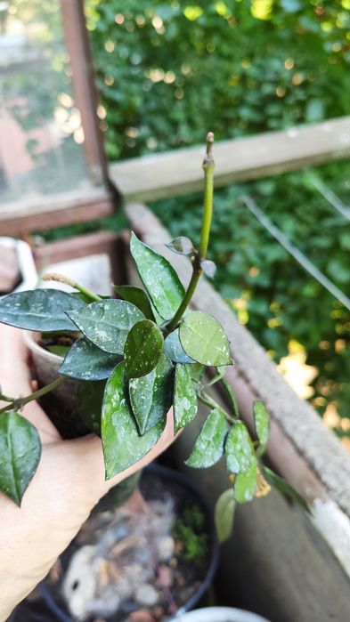 Hoya lacunosa ескімо з 2 квітконосами