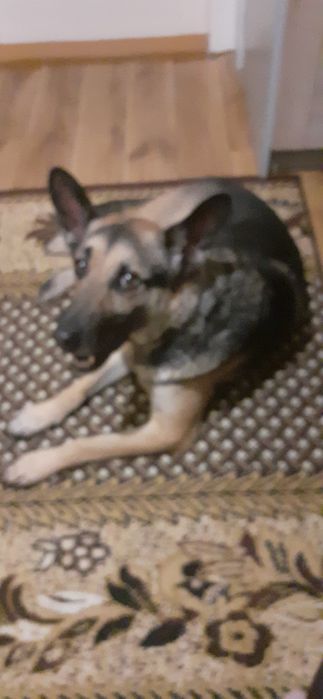 Kto podaruje Wirusowi domek?