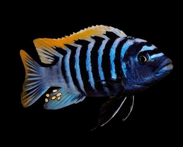 GB MALAWI Pyszczak Afra Jalo - dowóz ryb!