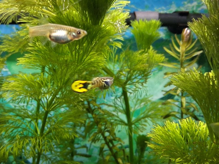 Gupiki ryby akwariowe