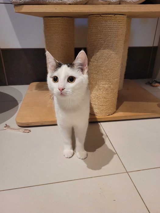 Olga urocza kocia dama