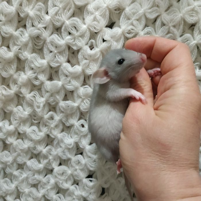 крысята декоративные домашние в Харькове возле метро купить  крыса