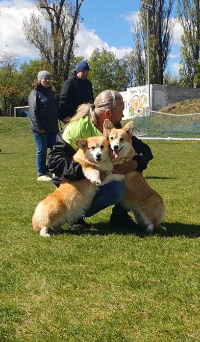 Welsh corgi pembroke FCI
