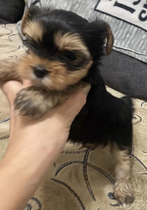 Хлопчики йоркширського тер‘єра