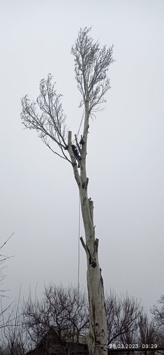 Валка та спил важких дерев.